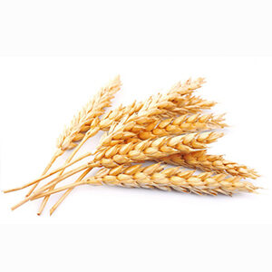 Pšenica má množstvo živín